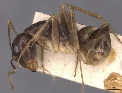 Camponotus palpatus specimen CASENT0905227 image casent0905227_3