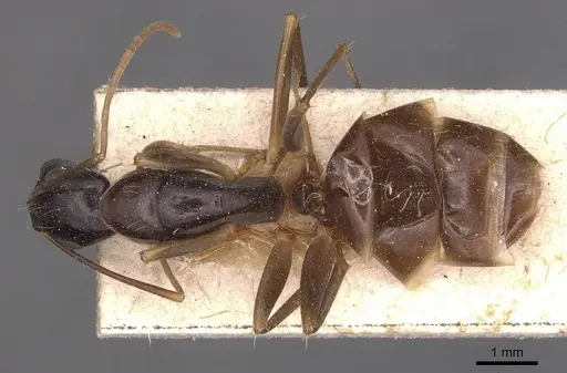 Camponotus palpatus specimen CASENT0905228 image casent0905228_1