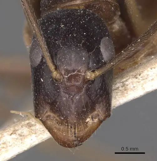 Camponotus palpatus specimen CASENT0905228 image casent0905228_2