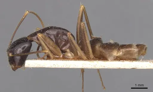 Camponotus palpatus specimen CASENT0905228 image casent0905228_3