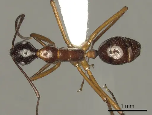 Camponotus panamensis specimen CASENT0280320 image casent0280320_1