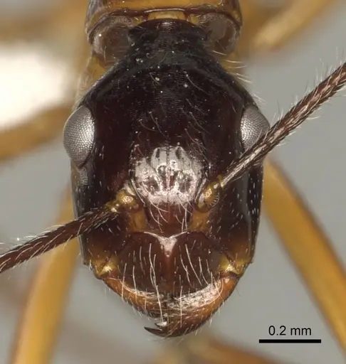 Camponotus panamensis specimen CASENT0280320 image casent0280320_2