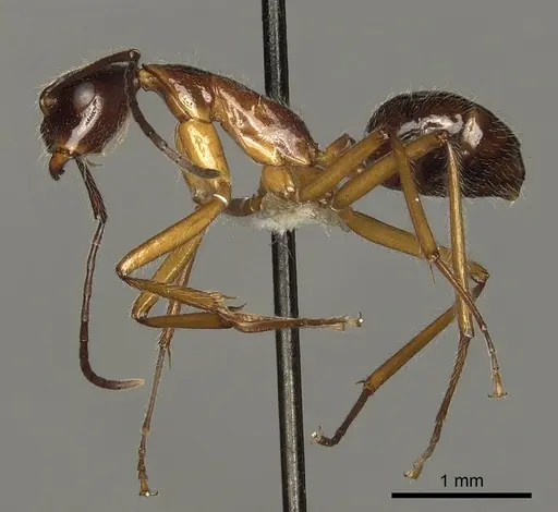 Camponotus panamensis specimen CASENT0280320 image casent0280320_3
