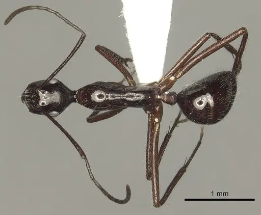 Camponotus panamensis specimen CASENT0280321 image casent0280321_1