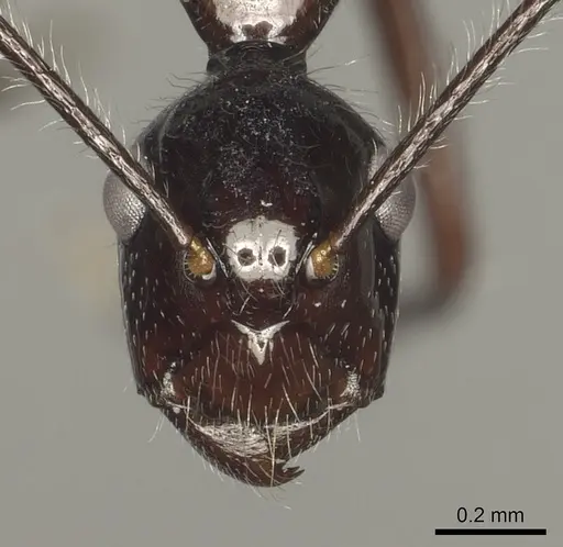 Camponotus panamensis specimen CASENT0280321 image casent0280321_2