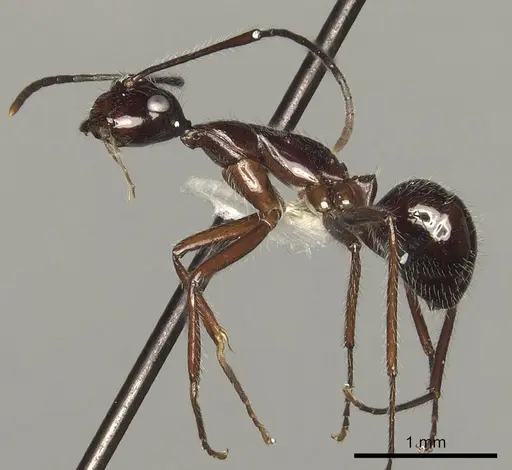 Camponotus panamensis specimen CASENT0280321 image casent0280321_3