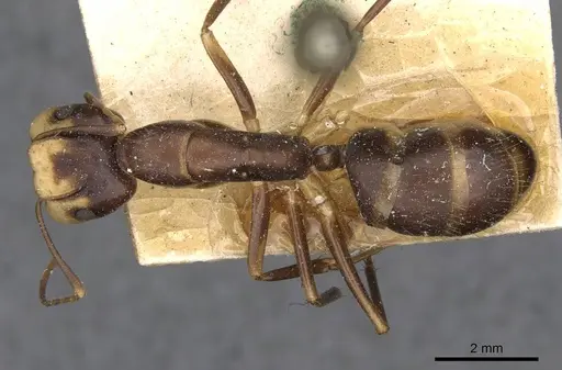 Camponotus paradoxus specimen CASENT0910676 image casent0910676_1