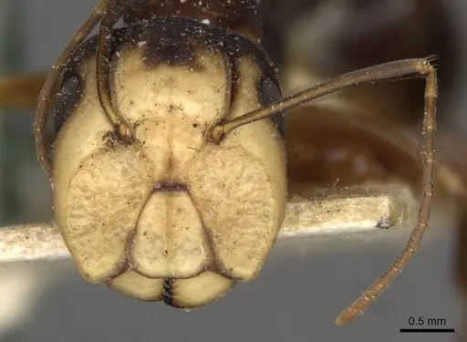 Camponotus paradoxus specimen CASENT0910676 image casent0910676_2