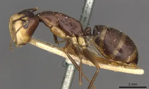 Camponotus paradoxus specimen CASENT0910676 image casent0910676_3