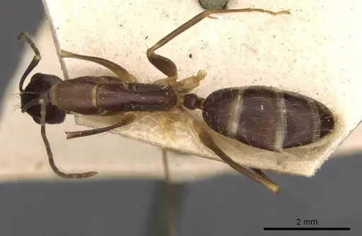 Camponotus paradoxus specimen CASENT0910677 image casent0910677_1