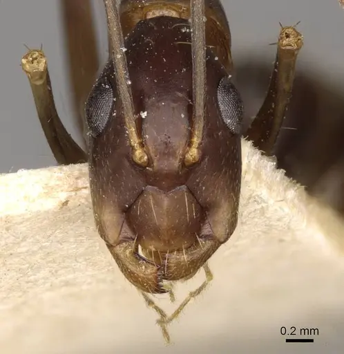 Camponotus paradoxus specimen CASENT0910677 image casent0910677_2