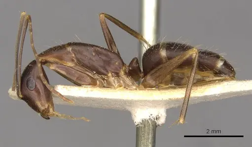 Camponotus paradoxus specimen CASENT0910677 image casent0910677_3