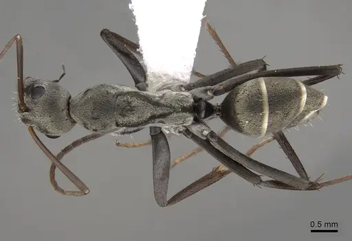 Camponotus parius specimen CASENT0280277 image casent0280277_1