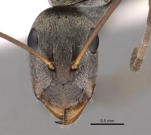 Camponotus parius specimen CASENT0280277 image casent0280277_2