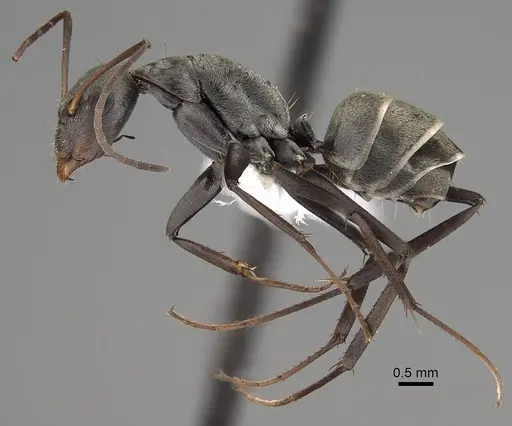 Camponotus parius specimen CASENT0280277 image casent0280277_3
