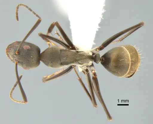 Camponotus parius specimen CASENT0882201 image casent0882201_1