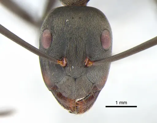 Camponotus parius specimen CASENT0882201 image casent0882201_2