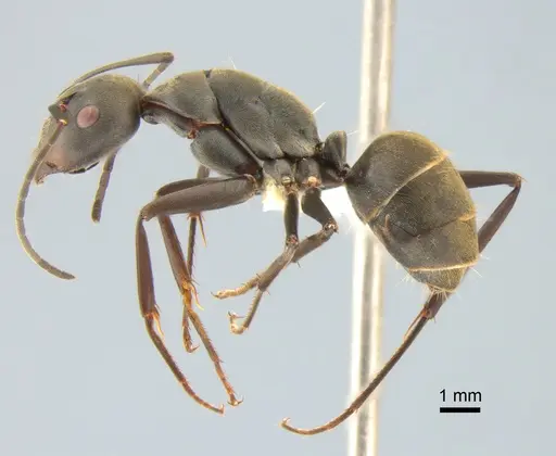 Camponotus parius specimen CASENT0882201 image casent0882201_3