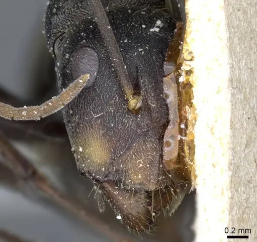 Camponotus parius specimen CASENT0905350 image casent0905350_2