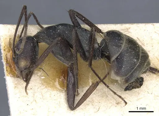 Camponotus parius specimen CASENT0905350 image casent0905350_3