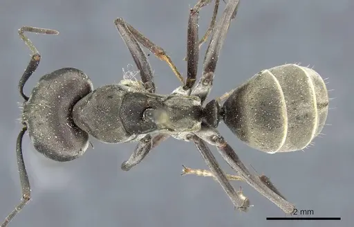 Camponotus parius specimen CASENT0905805 image casent0905805_1