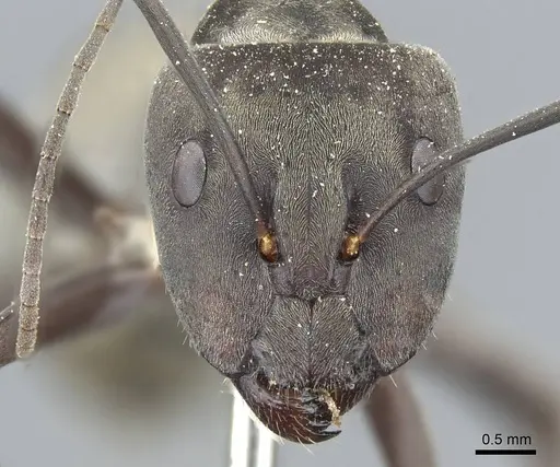 Camponotus parius specimen CASENT0905805 image casent0905805_2