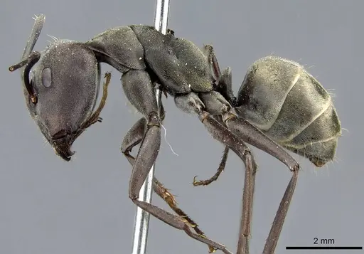 Camponotus parius specimen CASENT0905805 image casent0905805_3