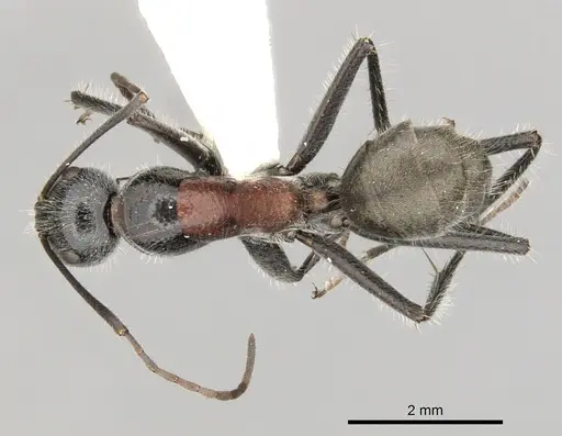 Camponotus pawseyi specimen CASENT0280174 image casent0280174_1