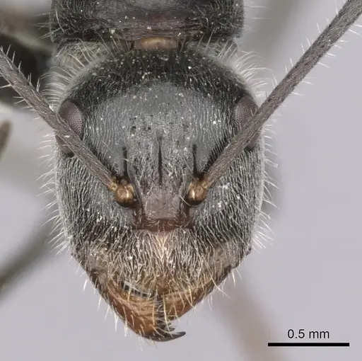 Camponotus pawseyi specimen CASENT0280174 image casent0280174_2