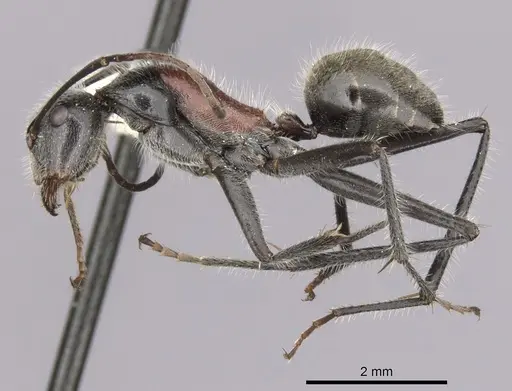 Camponotus pawseyi specimen CASENT0280174 image casent0280174_3