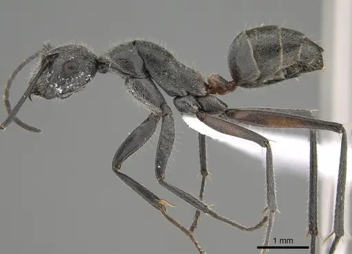 Camponotus pawseyi specimen CASENT0887716 image casent0887716_1