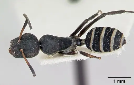 Camponotus peleliuensis specimen CASENT0173098 image casent0173098_1