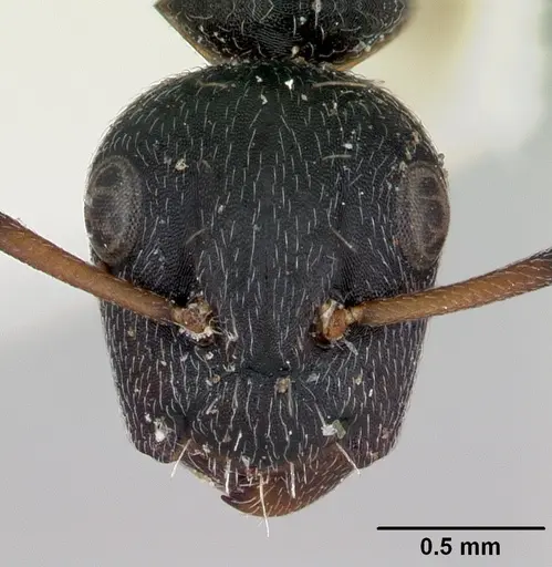 Camponotus peleliuensis specimen CASENT0173098 image casent0173098_2