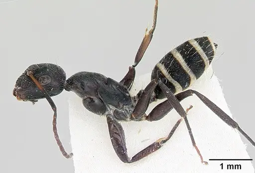 Camponotus peleliuensis specimen CASENT0173098 image casent0173098_3