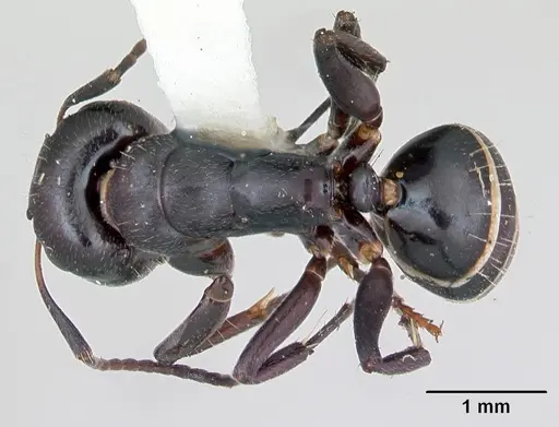 Camponotus peleliuensis specimen CASENT0173099 image casent0173099_1