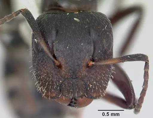 Camponotus peleliuensis specimen CASENT0173099 image casent0173099_2