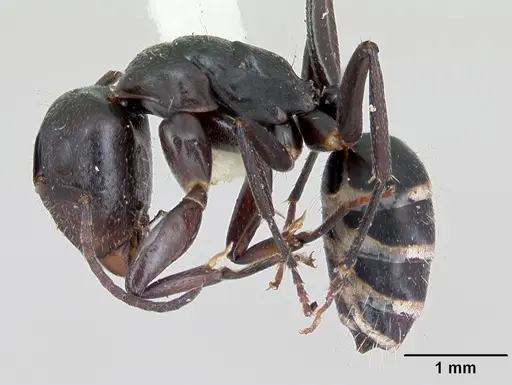 Camponotus peleliuensis specimen CASENT0173099 image casent0173099_3