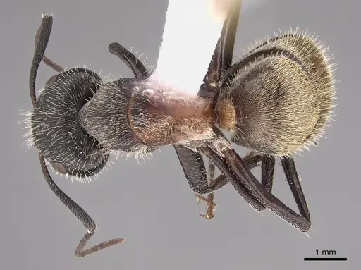 Camponotus pellarius specimen CASENT0217682 image casent0217682_1