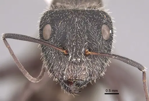 Camponotus pellarius specimen CASENT0217682 image casent0217682_2