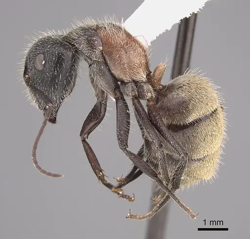 Camponotus pellarius specimen CASENT0217682 image casent0217682_3