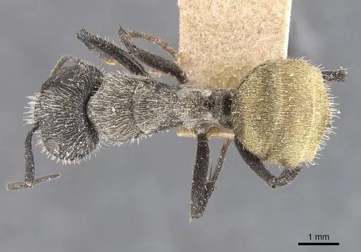 Camponotus pellarius specimen CASENT0911690 image casent0911690_1