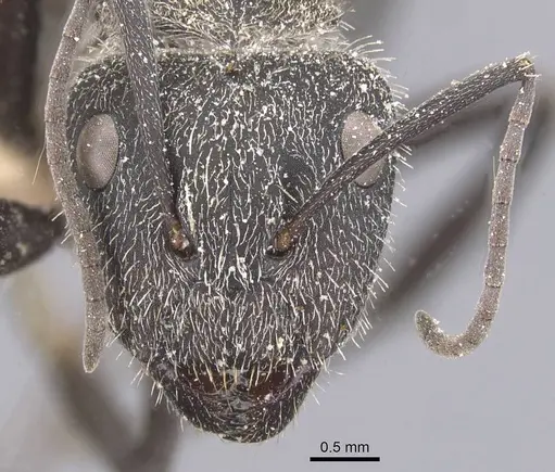 Camponotus pellarius specimen CASENT0911690 image casent0911690_2