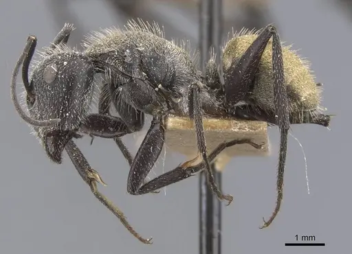 Camponotus pellarius specimen CASENT0911690 image casent0911690_3