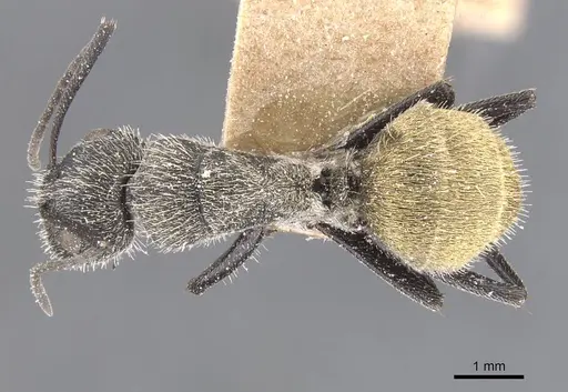 Camponotus pellarius specimen CASENT0911691 image casent0911691_1