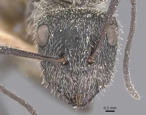 Camponotus pellarius specimen CASENT0911691 image casent0911691_2