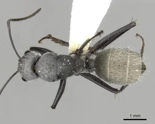 Camponotus pellax specimen CASENT0280175 image casent0280175_1