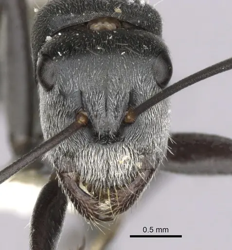 Camponotus pellax specimen CASENT0280175 image casent0280175_2