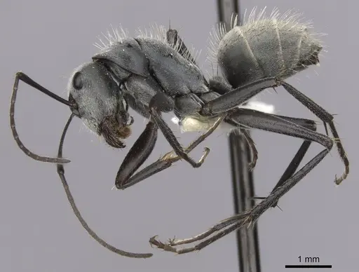 Camponotus pellax specimen CASENT0280175 image casent0280175_3