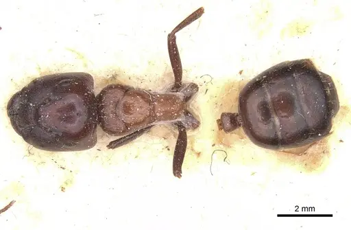 Camponotus pellax specimen CASENT0911756 image casent0911756_1