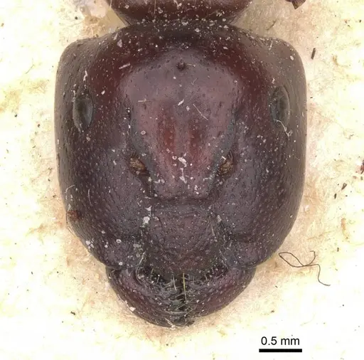 Camponotus pellax specimen CASENT0911756 image casent0911756_2